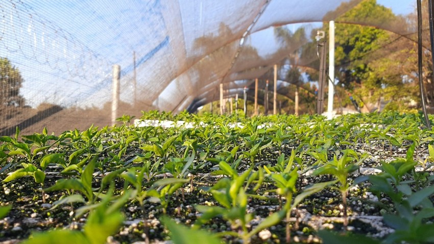 a greenhouse with plants growing z