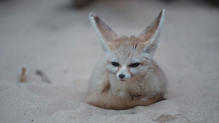 brown fox on sand W