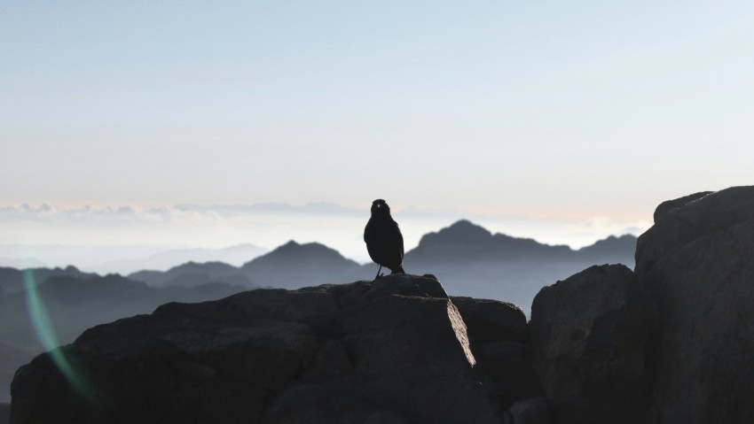 a bird on a rock