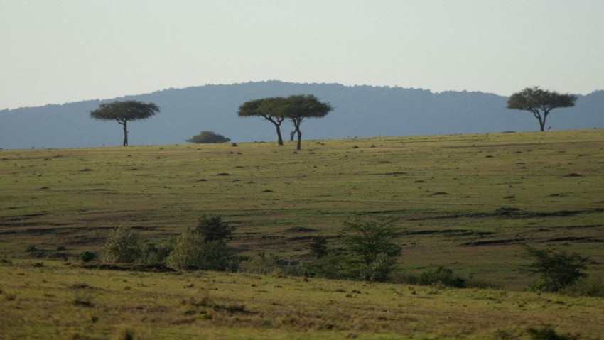 a group of trees in a field