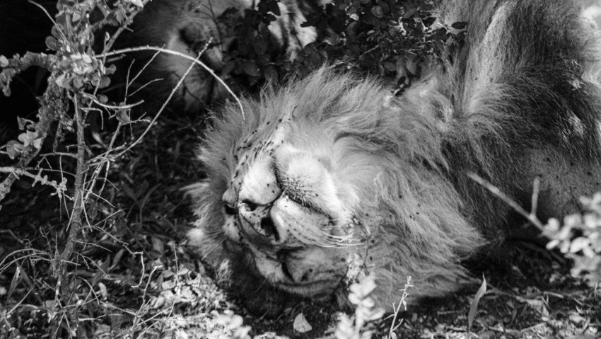 a lion lying down