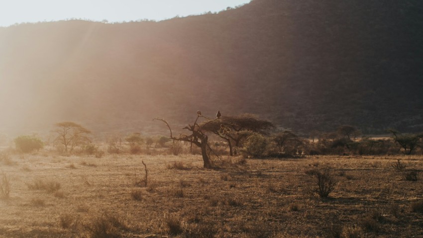 brown bare tree on brown grass field during daytime