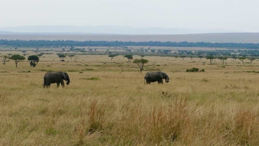 a couple of elephants that are standing in the grass