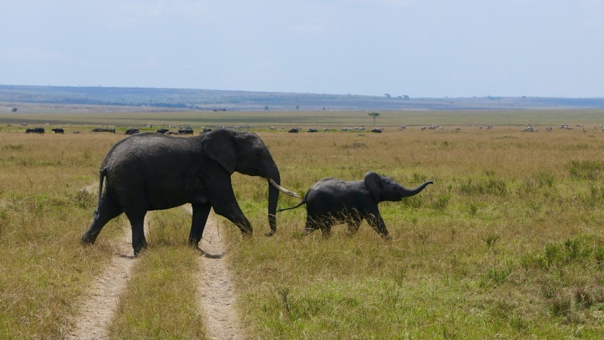 a couple of elephants walking across a grass covered field