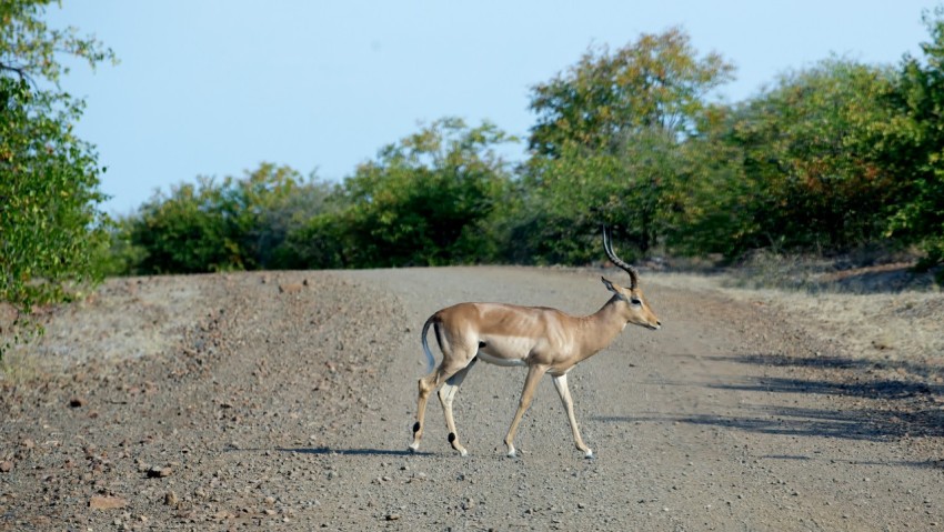 brown deer on gray asphalt road during daytime h8c2N