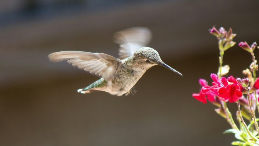 a hummingbird hovering over a flower in a vase