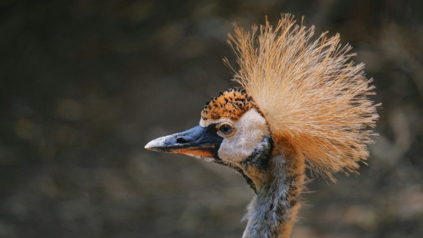 a close up of a bird with long hair