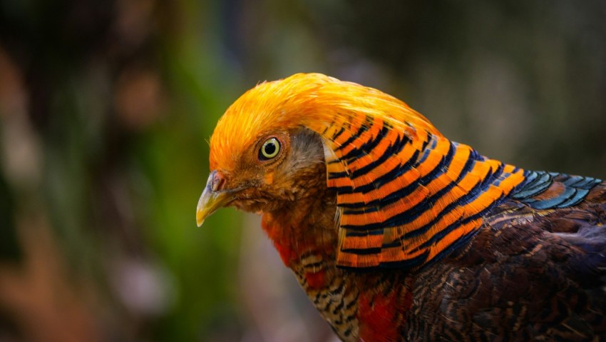 a close up of a colorful bird on a branch