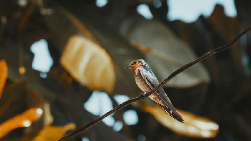 a small bird perched on a tree branch