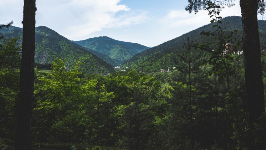 a forest filled with lots of green trees aR