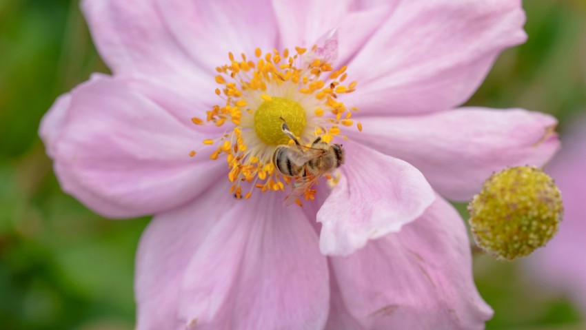 a pink flower with a bee on it