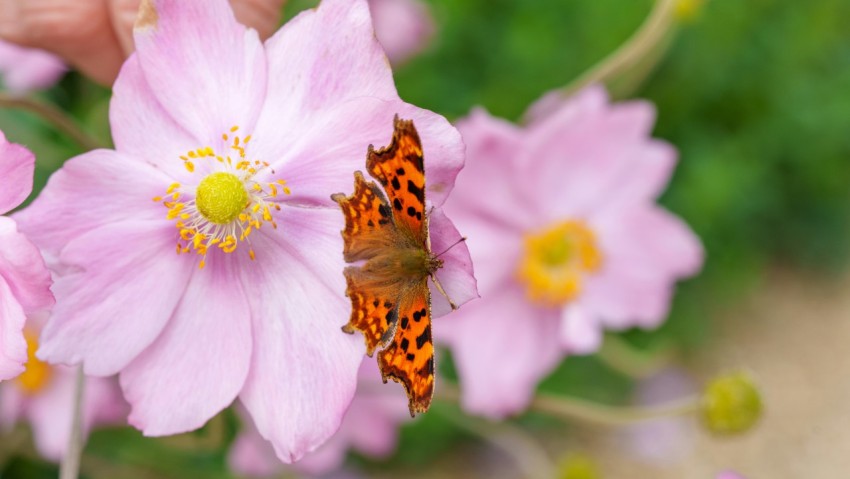 a butterfly is sitting on a pink flower