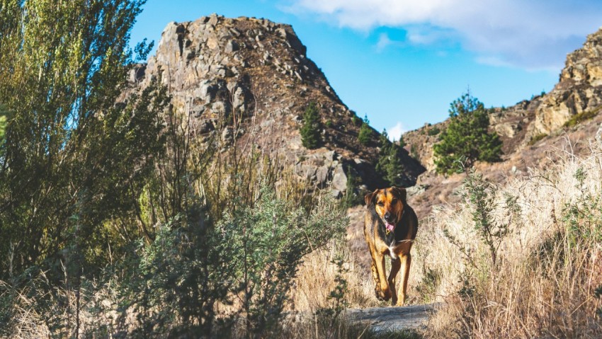 a dog walking down a dirt road next to a mountain