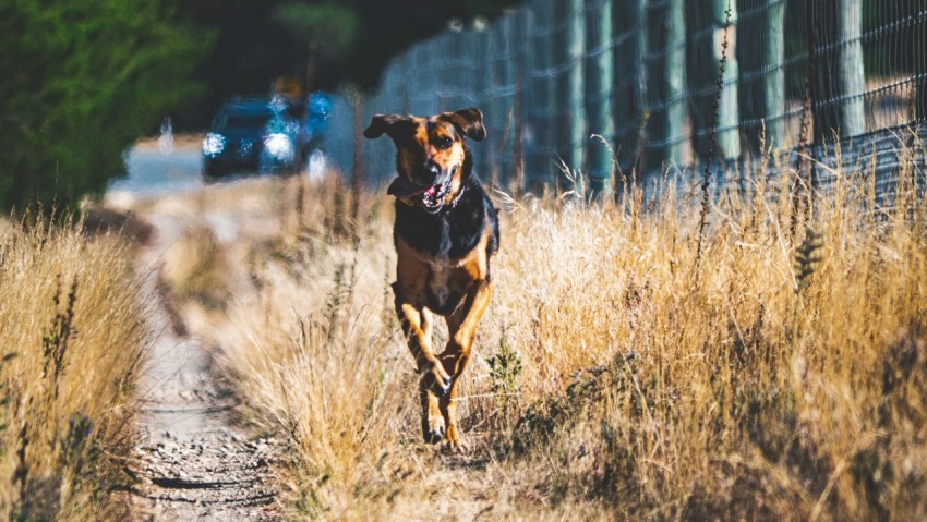 a dog running down a dirt road next to a fence