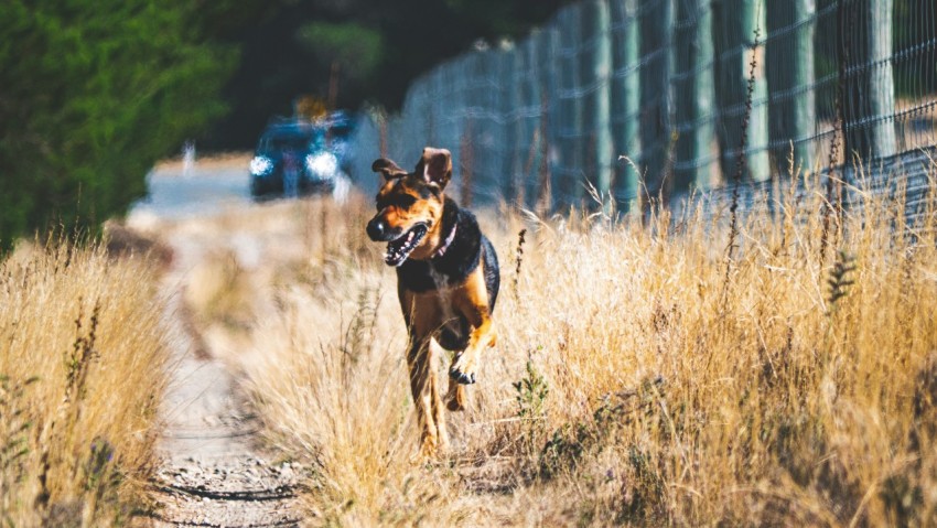 a dog running down a dirt road next to a fence