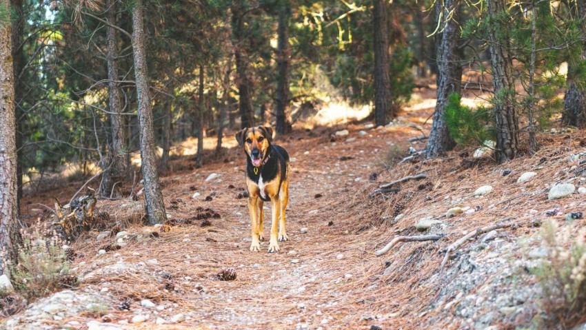 a dog that is standing in the dirt