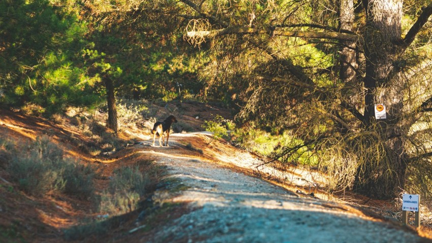 a dog is walking down a path in the woods