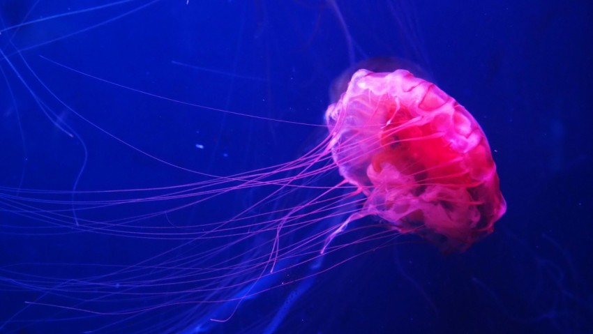 underwater photography of pink sting jellyfish