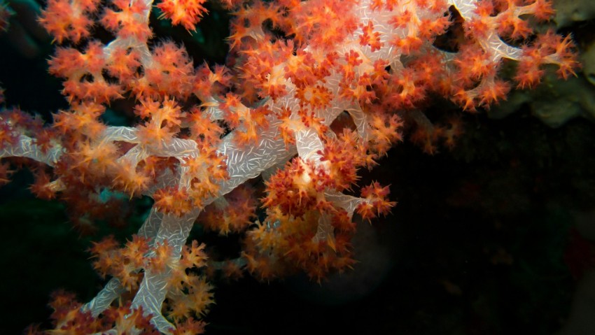 a close up of a coral on a coral reef