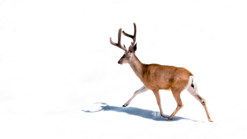 brown deer on white background