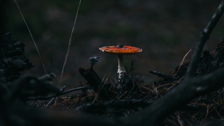 orange mushroom on brown dried grass