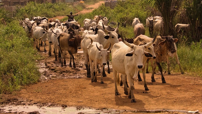 a herd of cattle walking down a dirt road