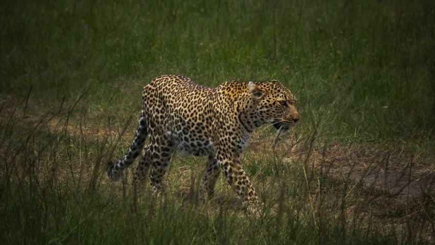 a leopard walking through tall grass in a field