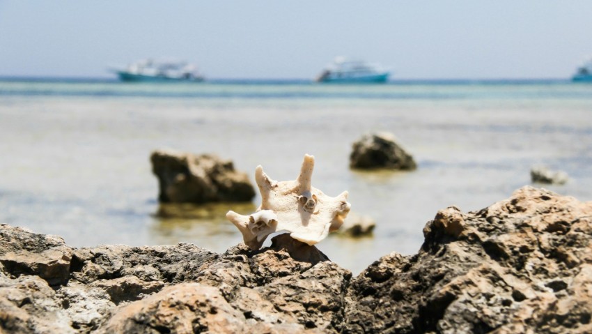 white starfish on brown rock near sea during daytime qre