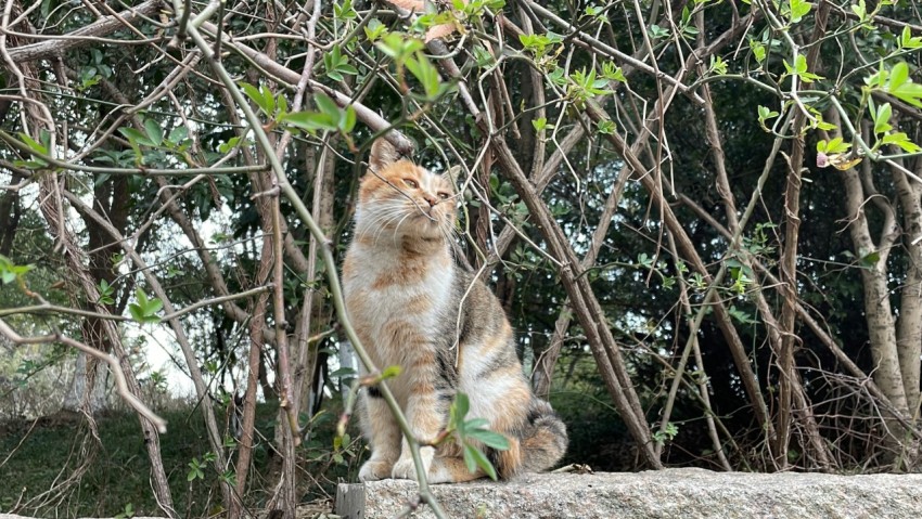 a cat sitting on top of a tree branch