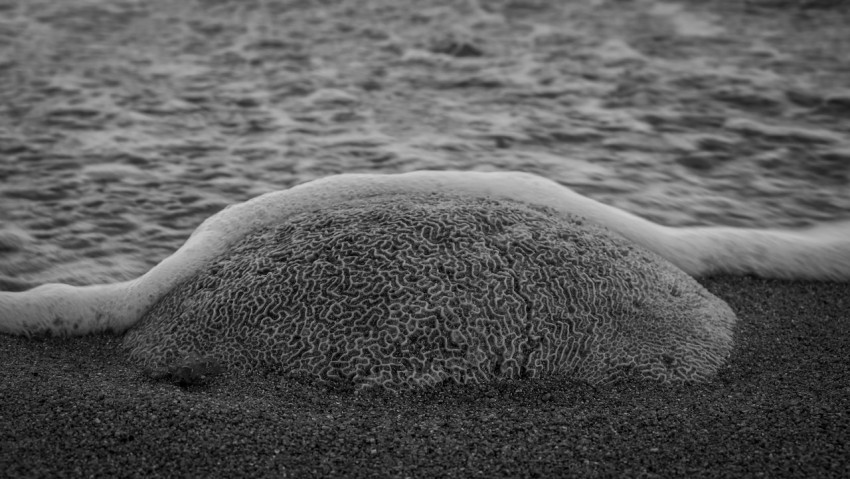 a black and white photo of a sea turtle on the beach