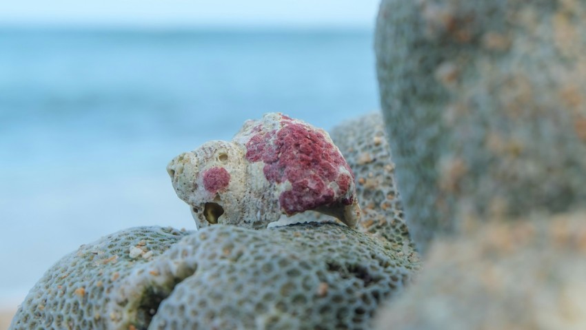 a teddy bear sitting on top of a rock next to the ocean