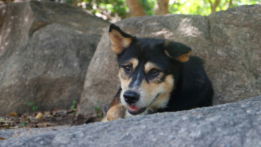 a black and brown dog laying on top of a rock