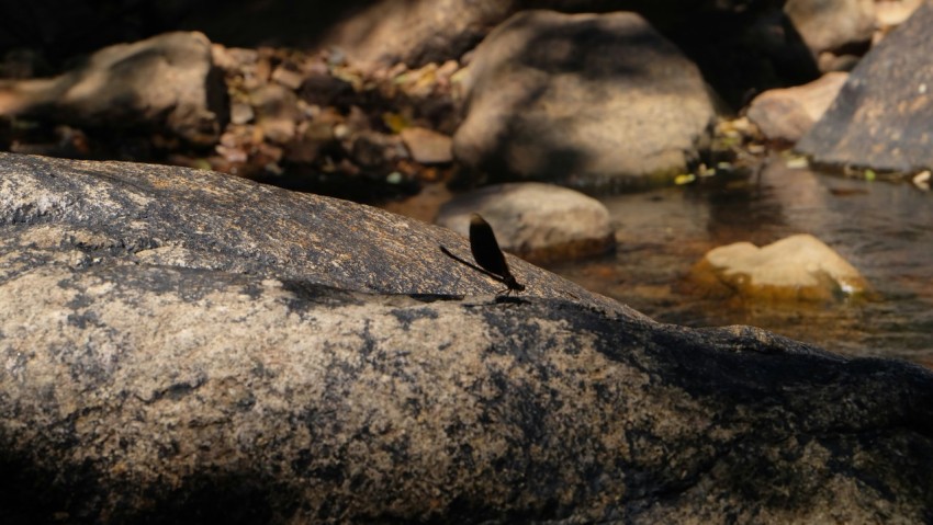 a small bird sitting on a rock in a stream