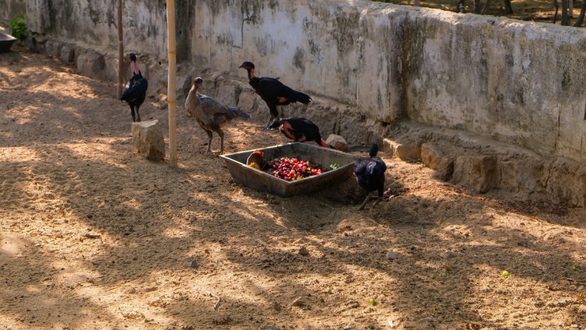 a group of birds standing on top of a dirt field