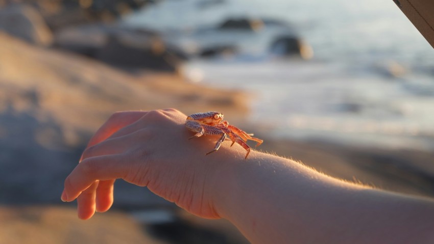 a person is holding something in their hand