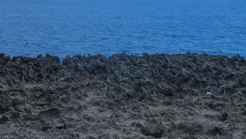 a bird sitting on a rock near the ocean