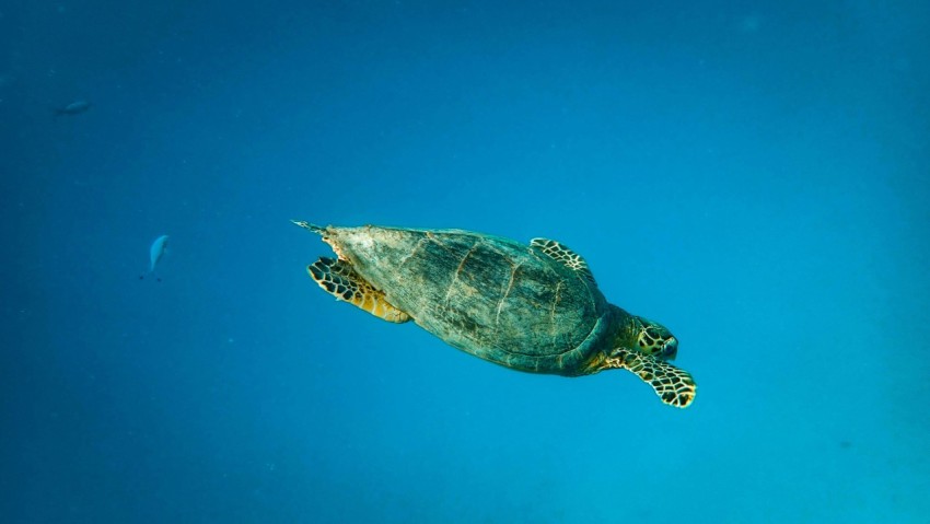 green turtle in ocean