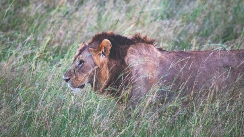 a lion walking through tall grass in a field