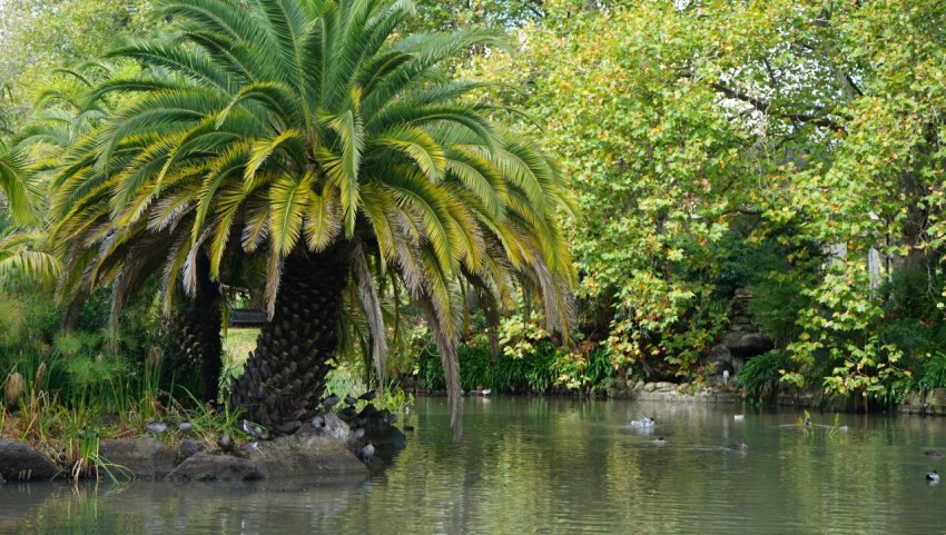 a palm tree in the middle of a pond