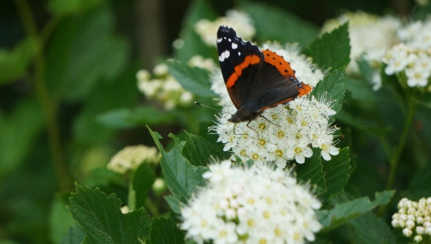 a red and black butterfly sitting on a white flower