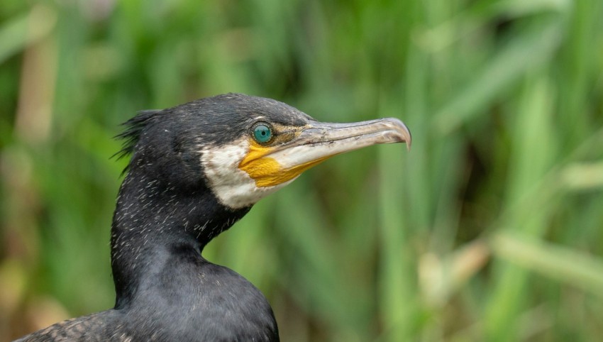 a close up of a black bird with a yellow beak