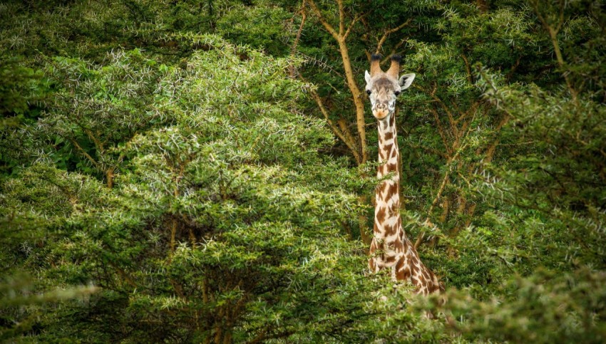 giraffe eating green grass during daytime