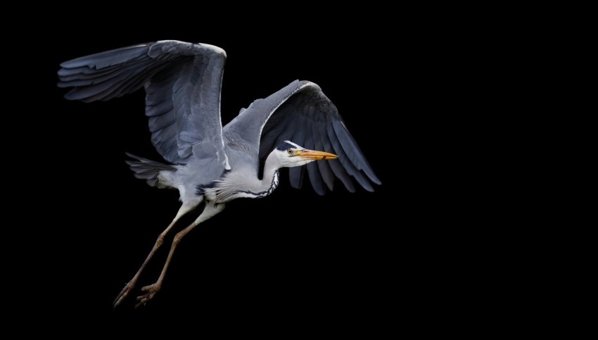 a large bird flying through the air with its wings spread