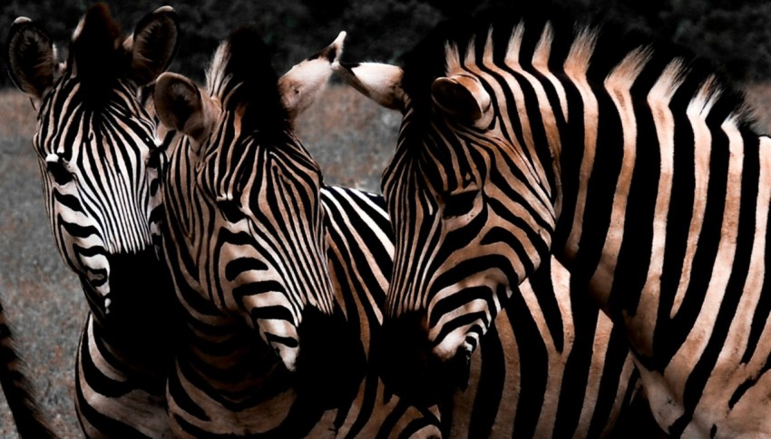 zebra standing on brown ground during daytime