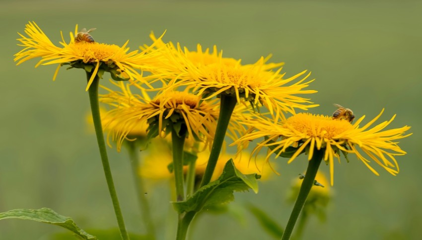 a group of yellow flowers in a field