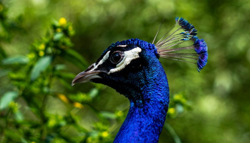 a blue bird with a black and white stripe on its head