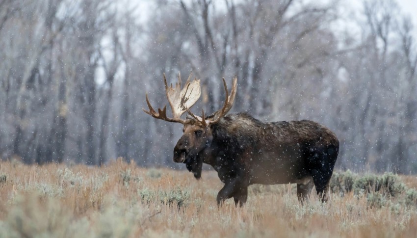 brown moose on brown grass field during daytime YvQ2