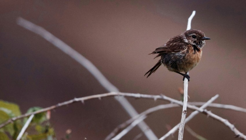 brown bird perching on tree branch