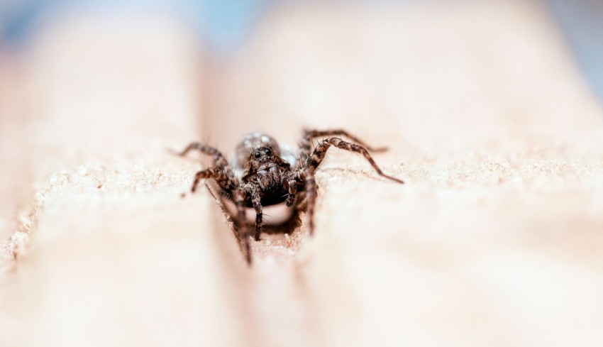 a close up of a spider on a persons arm