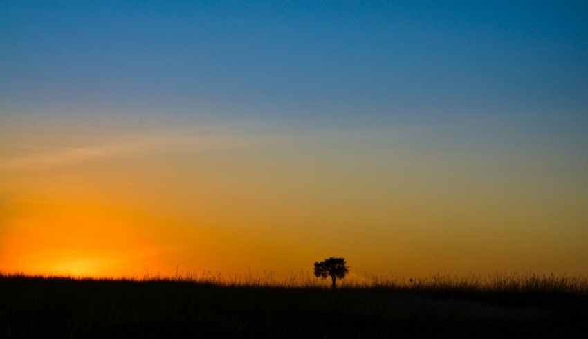 silhouette of trees during sunset